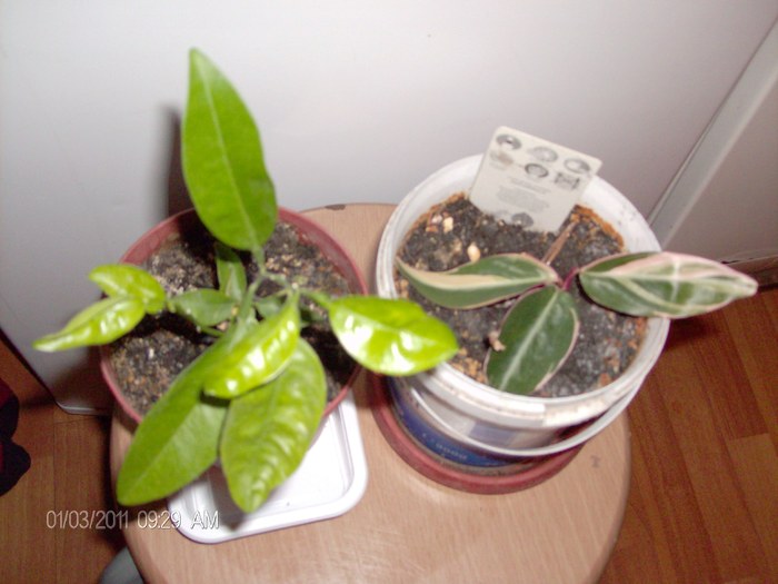 calateea 1si mandarin; calateea 1 si mandarin
