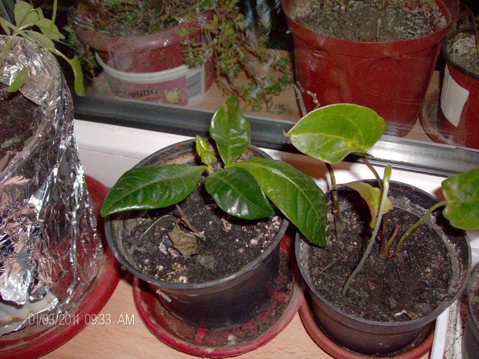 gardenia si anturium puiuti; pui anturium si gardenie
