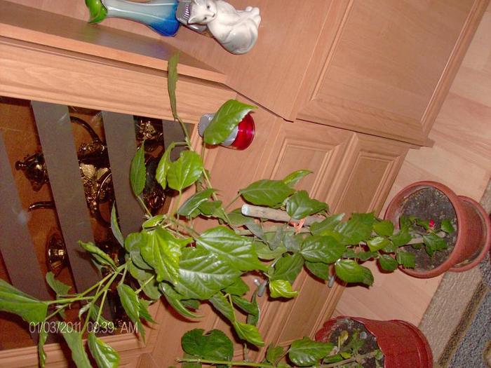 hibicusii rosii - florii de apartament