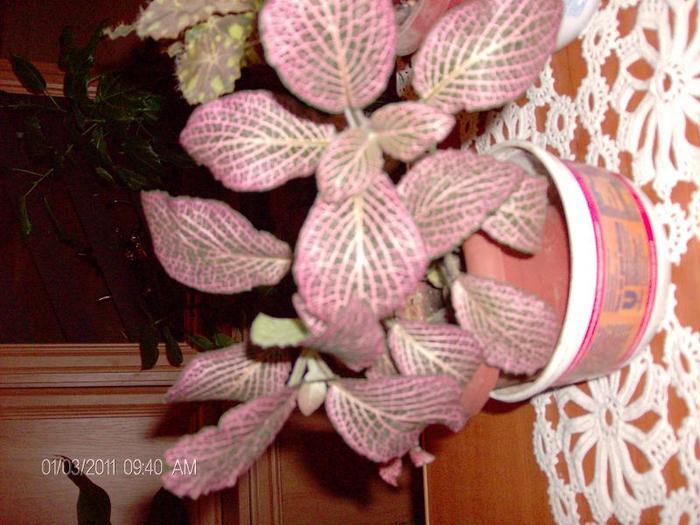 fitonia - florii de apartament