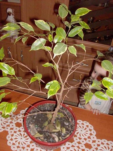 ficus benjamina - florii de apartament