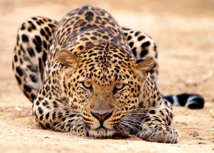 950leopard - animale