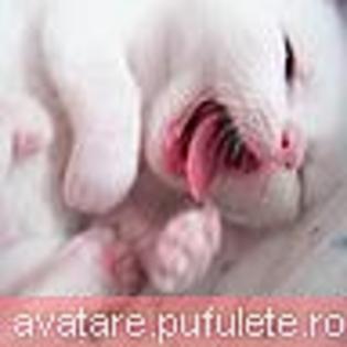 animale_0182 - animale