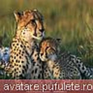 animale_0324 - animale