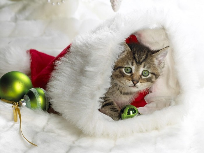 Cute_Kitten%2C_Santa%27s_Little_Helper[1] - animale