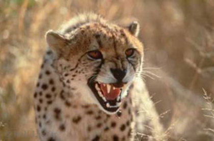 ghepard1