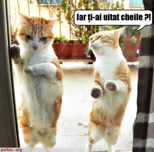 poza-amuzanta-motanul-a-uitat-cheile-de-la-casa[1]