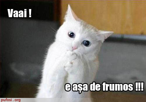 poze-amuzante-pisica-a-vazut-ceva-foarte-frumos[1] - animale