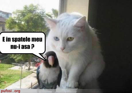 poze-amuzante-pisica-sta-in-spatele-papagalului[1] - animale