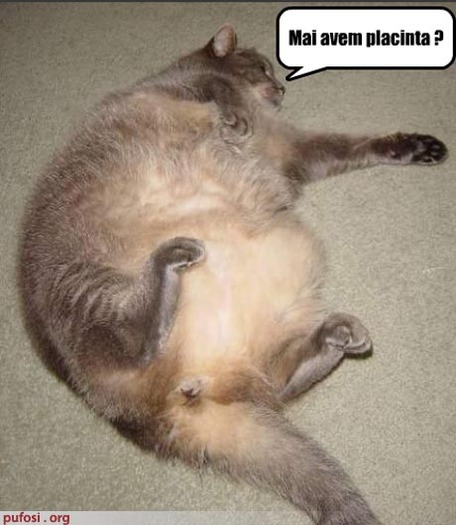 poze-amuzante-poza-amuzanta-o-pisica-grasa-si-infometata-se-intreaba-daca-mai-este-placinta[1] - animale