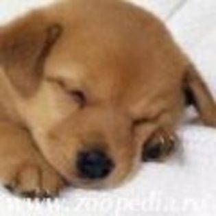 www.zoopedia.ro_avatare_caini_gratis_cool_tari_26 - animale