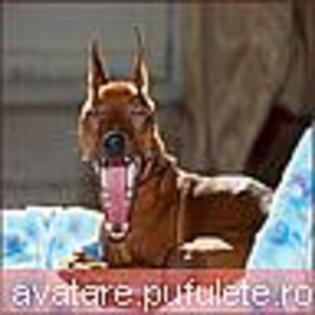 animale_0222 - animale