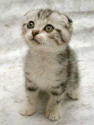 cute-kitten-weee_xor[1] - animale