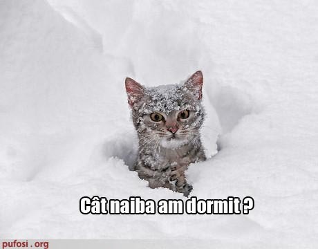 FWNAPPZECKPQEELPJRS[1] - animale