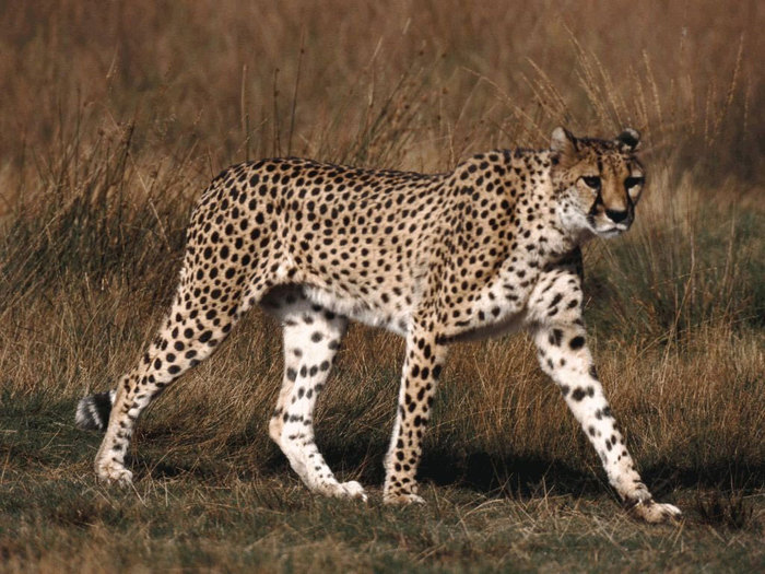 Ghepard_005 - animale