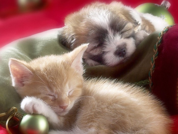 Sleepy_Whiskers%2C_Kitten_and_Puppy[1] - animale