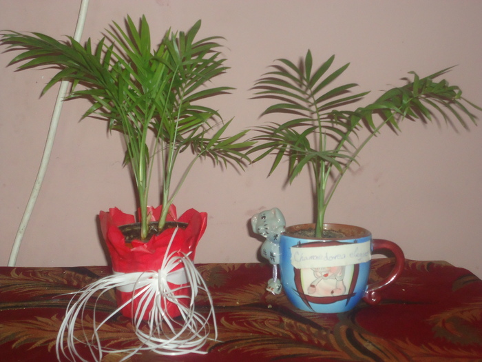 palmierii - florii de apartament