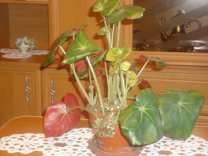 begonie decorativa; begonie decorativa prin frunze
