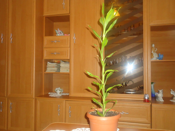 dracaena; dracaena
