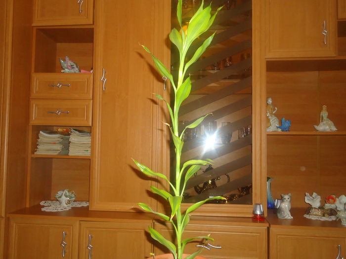 dracaena; dracaena
