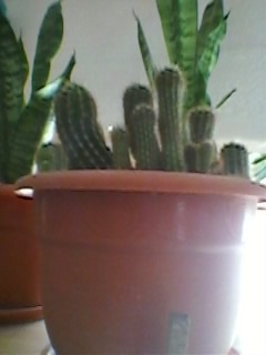 Cactus.. - flori de interior 2010