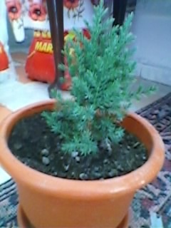 Conifer.1.