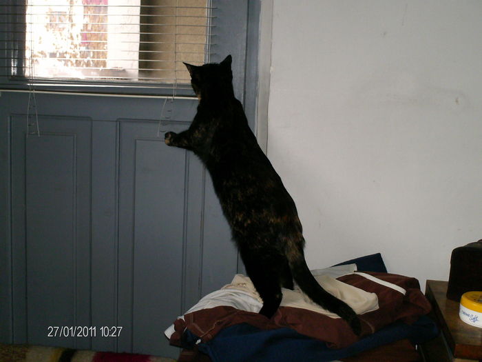 oare cine este in balcon?... - mita _2011
