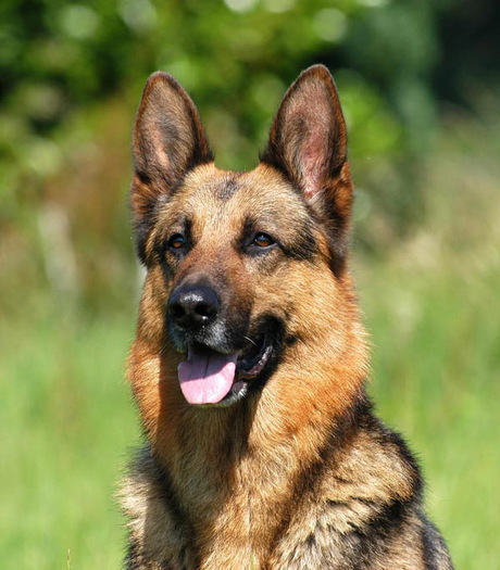 ciobanesc_german_16[1]