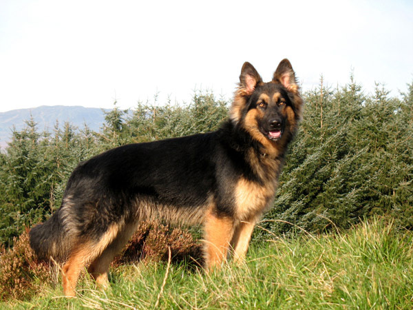 ciobanesc_german_23[1]