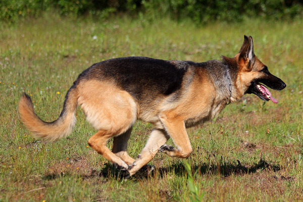 ciobanesc_german_25[1]