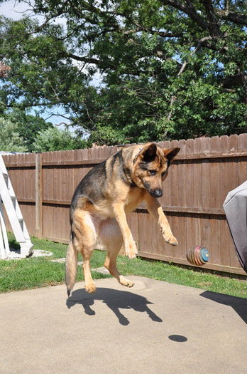 ciobanesc_german_27[1]