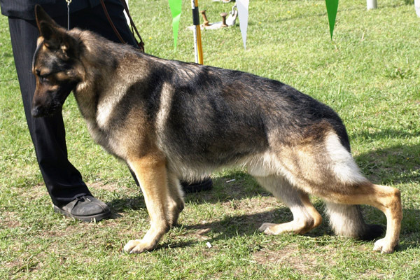 ciobanesc_german_30[1]