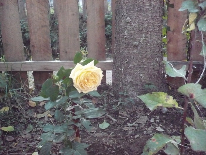 floarea mea de sub molid