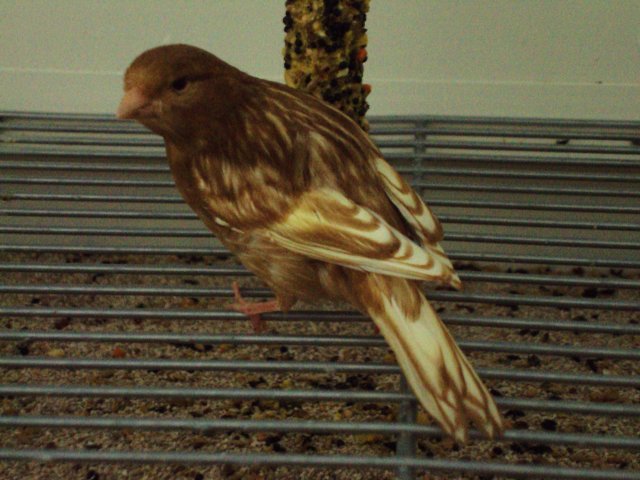 canari ce doresc sa achizitionez