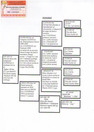 07-433305-10-m-fiu-1-nat-fond-palm-tineret-cb07-1; PEDIGREEU 433305/10
