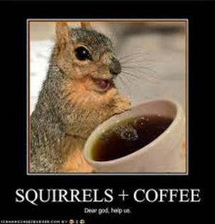 squirrels+caffe...=? - FuNnY