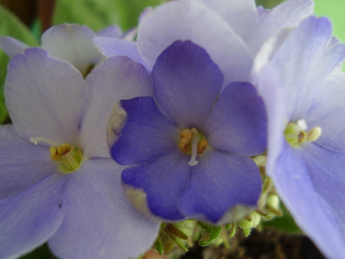 Peroni 132 - violete 2011