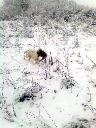 desctop 008; Bimba - springer-spaniel cu origini fluturesti
