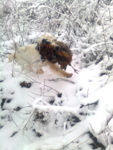 desctop 009; Un aport meserias de fazan
