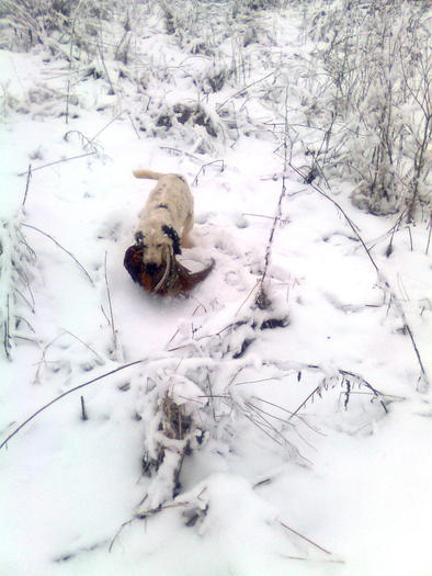 desctop 010; Multam Ursule pentru catea!
