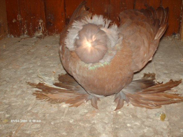 Picture 851 - tobosari de buhara 2011