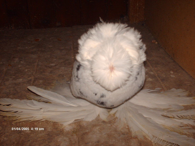 Picture 854 - tobosari de buhara 2011