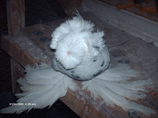 Picture 856 - tobosari de buhara 2011