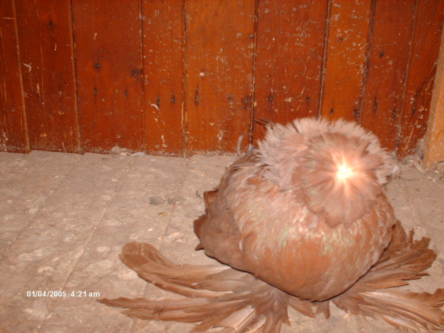 Picture 857 - tobosari de buhara 2011