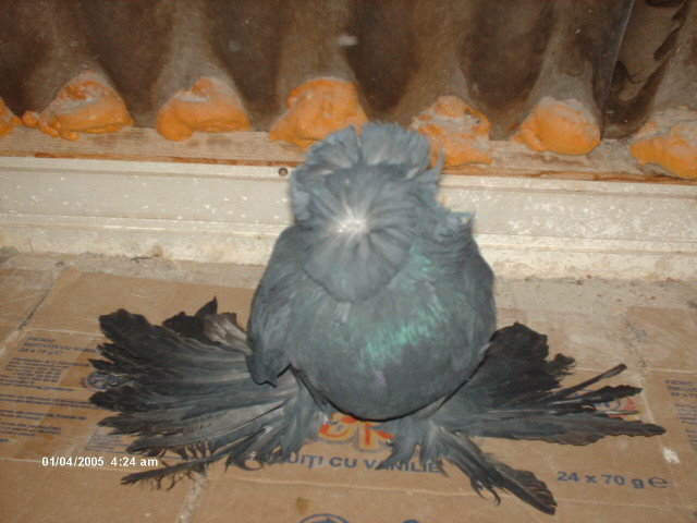 Picture 862 - tobosari de buhara 2011