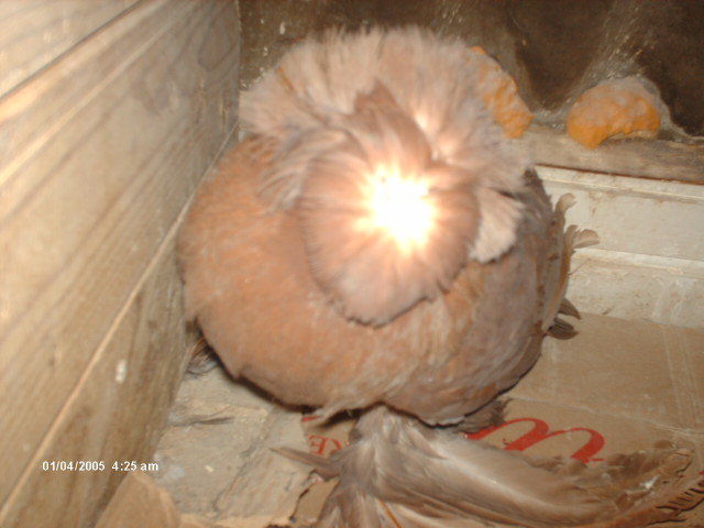 Picture 863 - tobosari de buhara 2011