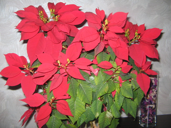 ian.2011 - Poinsettia - 2011-2012