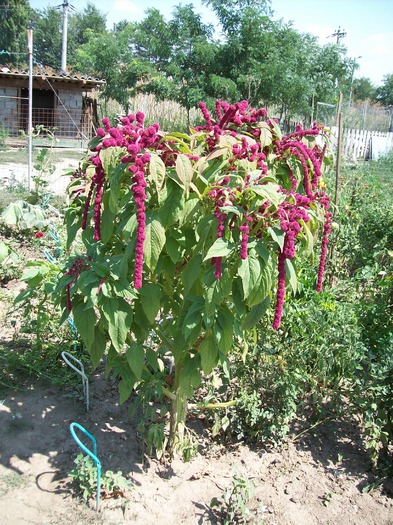 Ion Roata 2009 - Micul meu paradis