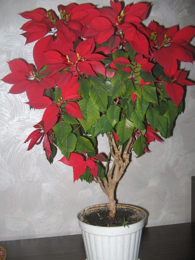 Poinsettia