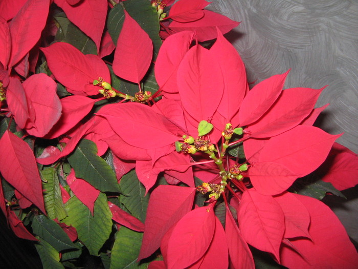  - Poinsettia - 2011-2012